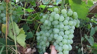 Üzüm Asması Nasıl Budanır.budamada Kaç Göz Kalmalı.