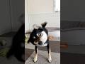 柴ドリルゆっくり見てみた #柴犬 #豆柴 #黒柴 #豆柴とら日記