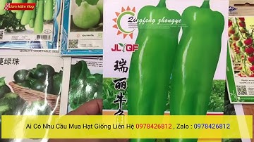 hạt giống ớt đại ngọt thái lan hàng nhập khẩu chính hãng