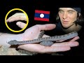 Bitten by a Pit Viper. Herping Laos Ep.1