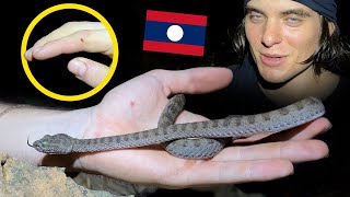 Bitten by a Pit Viper. Herping Laos Ep.1