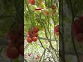 Robotic tomato harvester 🍅