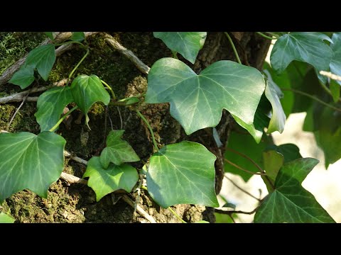 Vídeo: Jarabe De Hiedra De Herbion - Instrucciones, Aplicación Para Niños, Revisiones, Precio