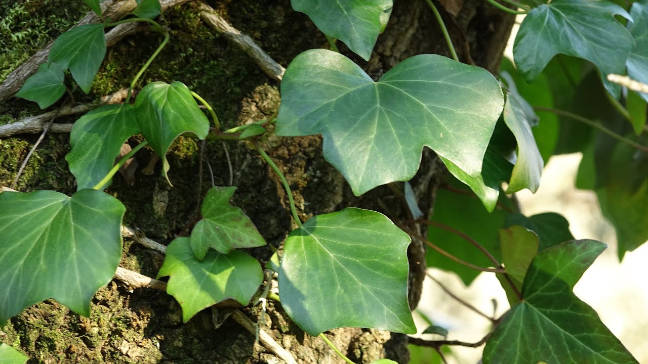 La HIEDRA es una PLANTA MÁGICA | Hedera Helix, la enredadera