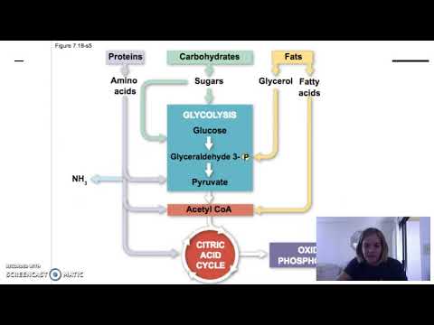 7.6: Other Metabolic Processes