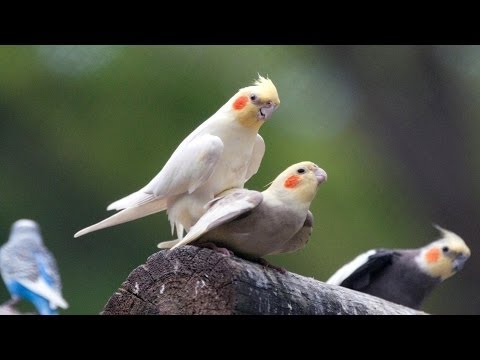 Video: Semua Tentang Cockatiels