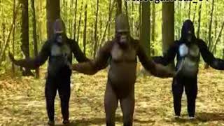 قروده بترقص عل مهرجان توكتوك زعبولا هتمووووت من الضحك ههههههههه - اسمعها