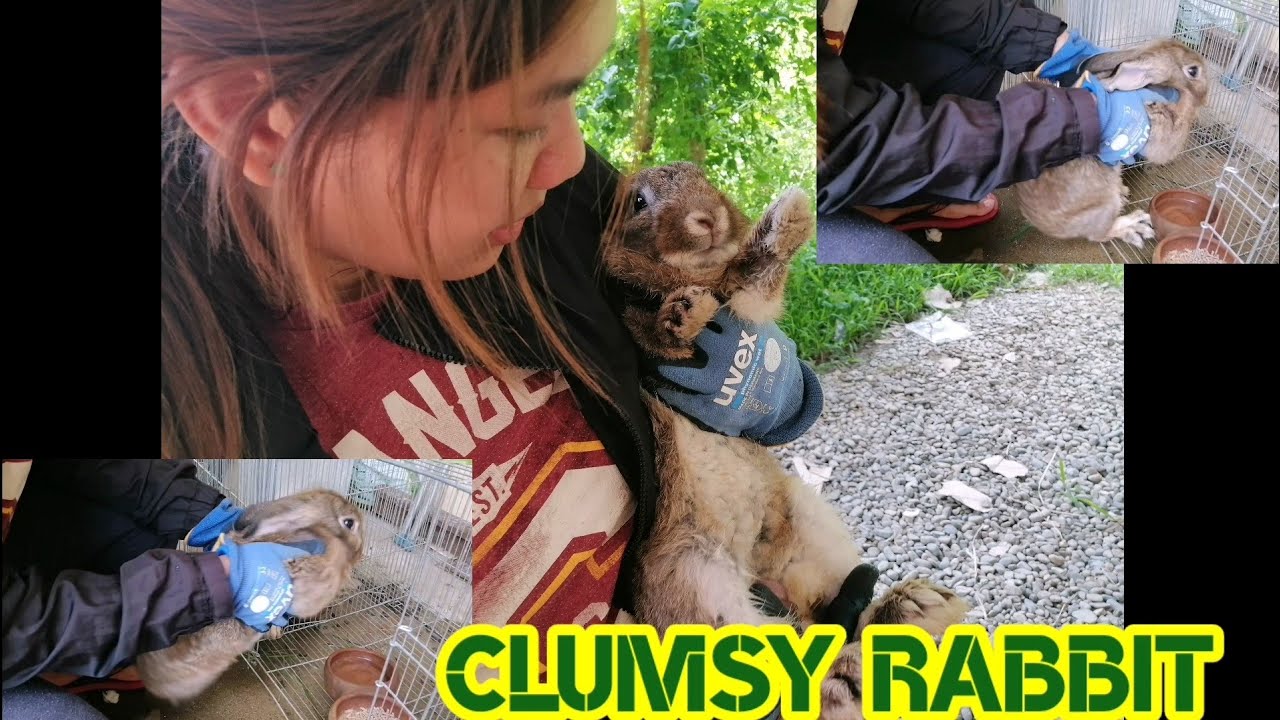 HOW TO TAME A CLUMSY SCARED RABBIT - YouTube