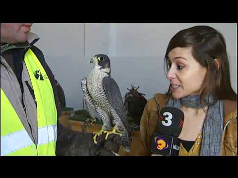 TV3 - Info K - Els falcons de l&rsquo;aeroport