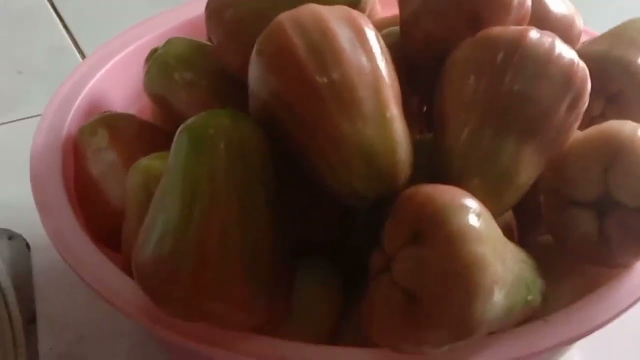 Test tingkat kemanisan buah jambu Gajah Lampung(Honey Thailand) .