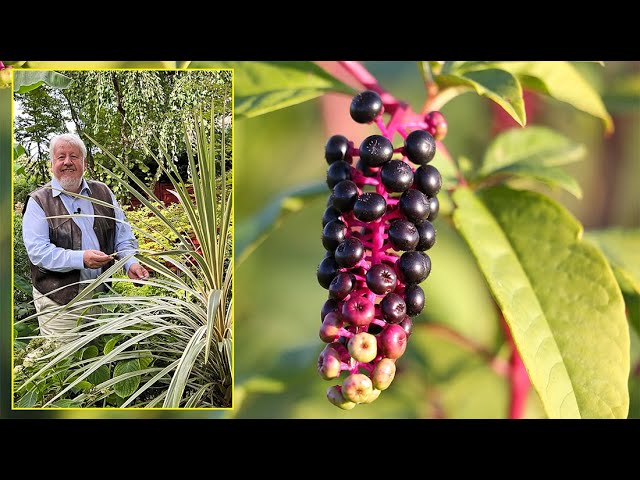 PHYTOLAQUE OU RAISIN DAMRIQUE, PLANTE DCORATIVE, TINCTORIALE ET INVASIVE  (Le Quotidien du Jardin)
