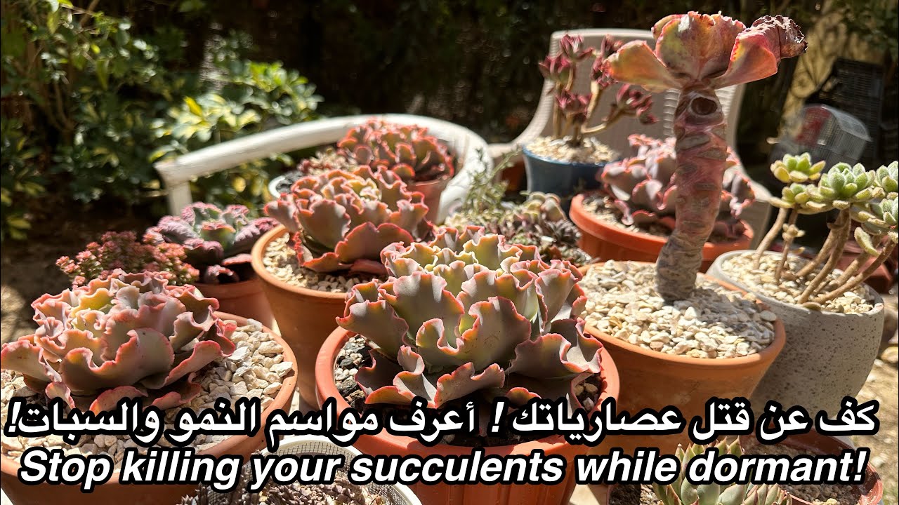 كف عن قتل عصارياتك واعرف مواسم السبات و النمو  (جولة فى حديقتى ) succulents when dormant and active