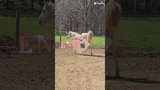 bry my half seat is getting good #fypシ゚viral #fypp #fyp #fypage #horse #love #edit #funny