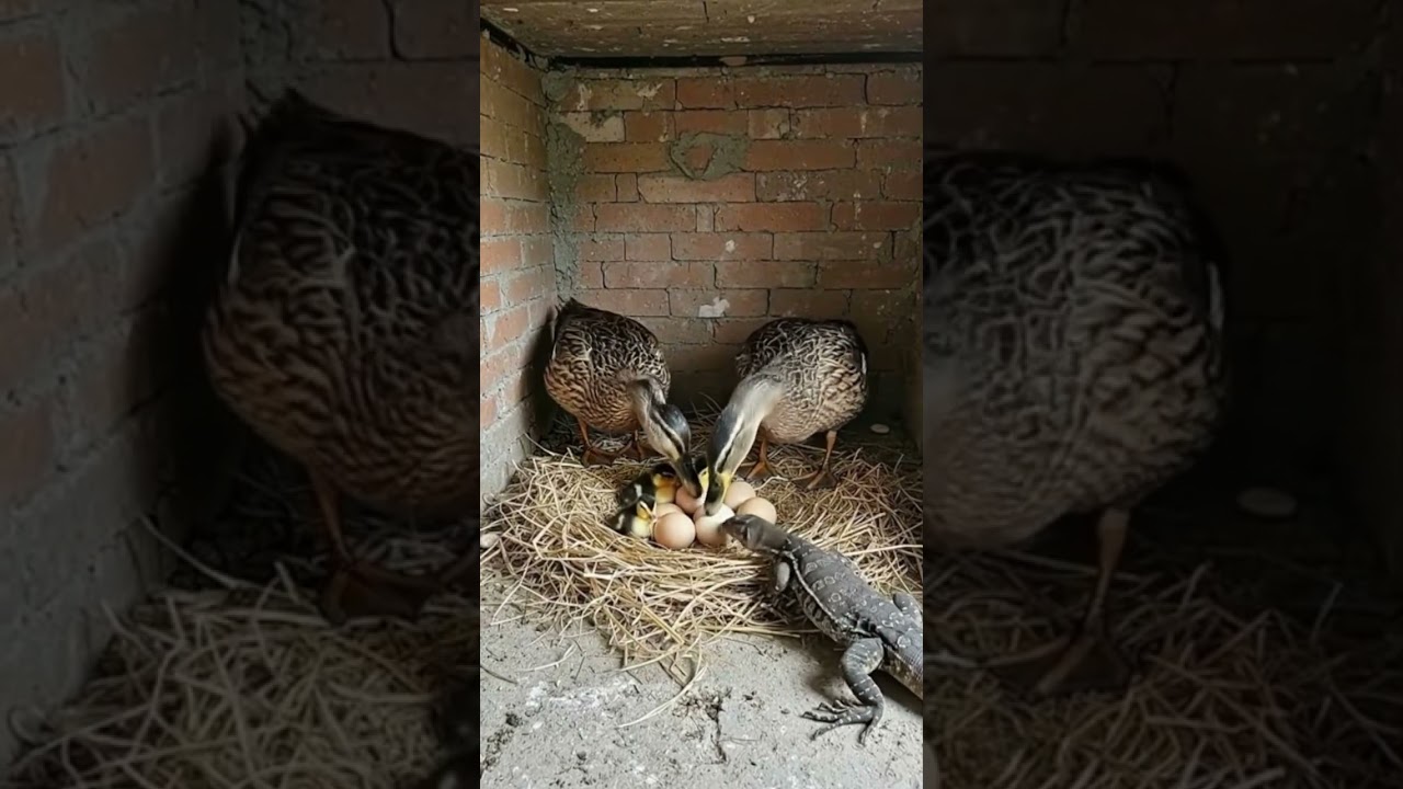 Brave ducks protect their nest from lizard 