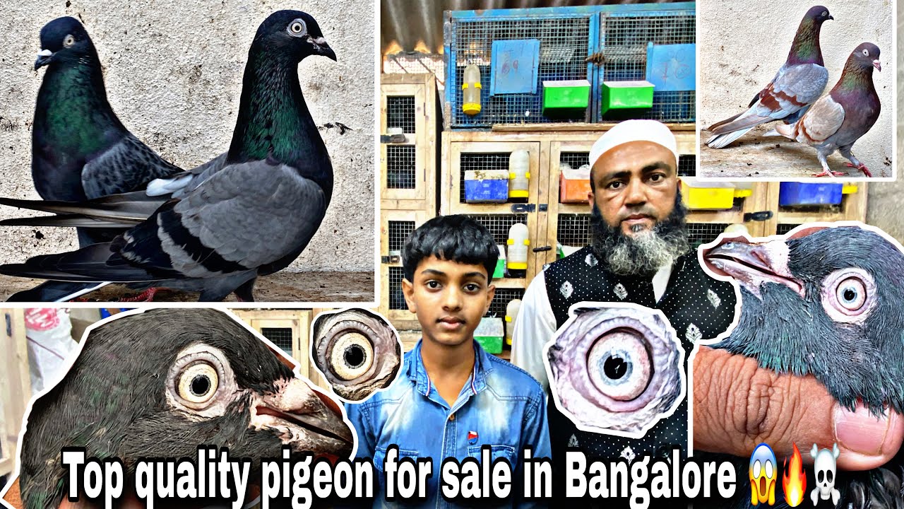 Top quality pigeon for sale in Bangalore 2025🔥😱/👉 9343796855
