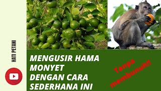 Cara sederhana mengusir hama monyet , TANPA membunuh #petani #petanibuah #petanijeruk #petanihebat