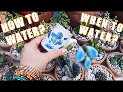 Video: Anacampseros Plant Care: Alamin Kung Paano Magtanim ng Anacampseros Succulents