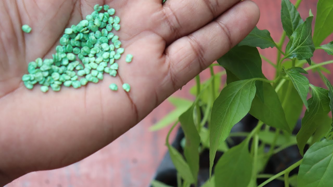 How to Successfully Grow Chili Plants from Seed A StepbyStep Guide