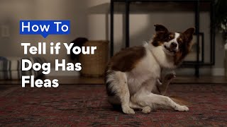 How To Tell If Your Dog Has Fleas Chewtorials