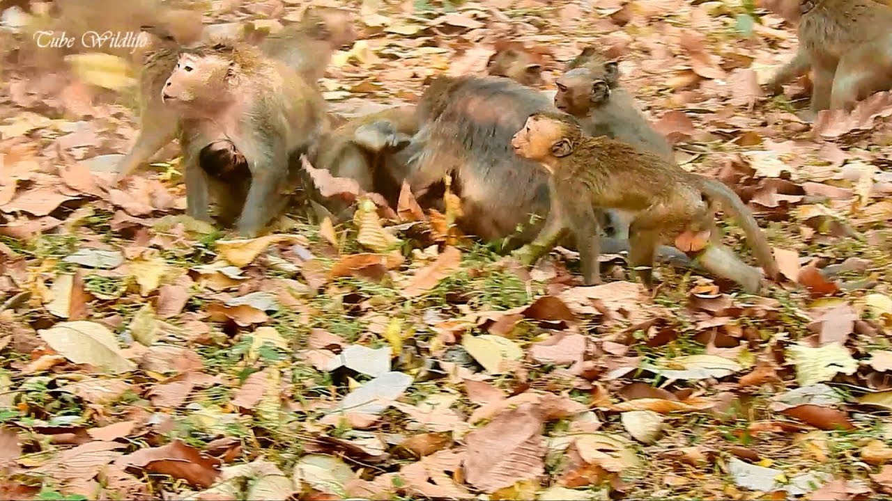 So shocked king monkey Mark got furious rushing to slap baby Vikk seriously without reason.