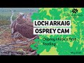Osprey chick's first feed - Loch Arkaig Osprey Cam