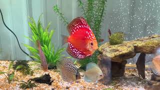 Calming Discus Tanks with Dither Fish — Why It Works