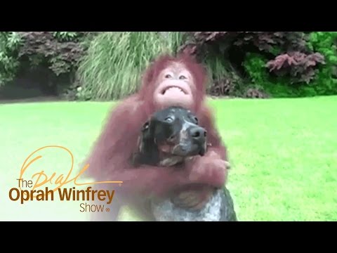 Unusual Animal Friendships from Around the World | The Oprah Winfrey Show