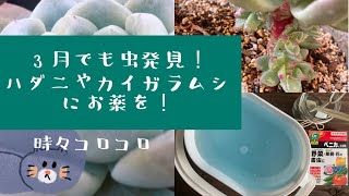 多肉植物 すでにカイガラムシ発見 取り除いたが念のためお薬を Youtube 多肉植物 すでにカイガラムシ発見 取り除いたが念のためお薬を Youtube