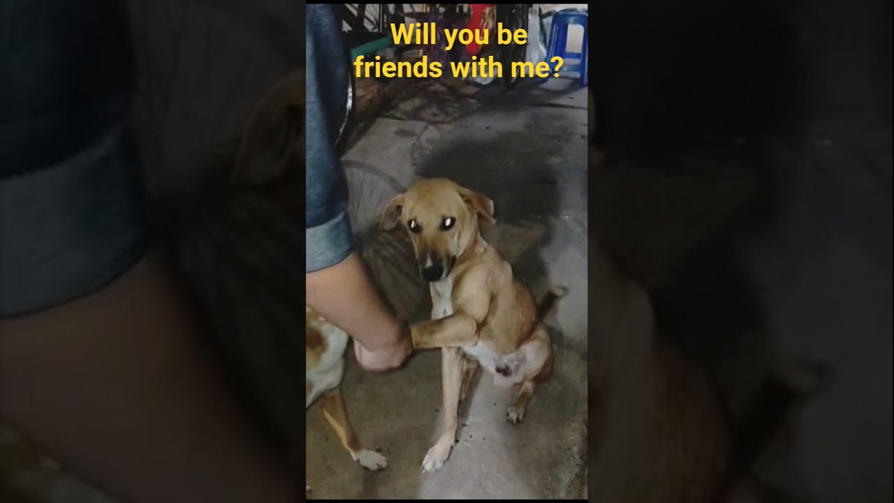 Am I your friend?🐶❤️ 