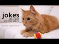 151 155 خنده خنده دار جدید جوک حیوانات خانگی حیوانات طنز خنده دار ویسکا گربه سگ