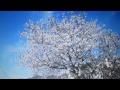 山桜の唄
