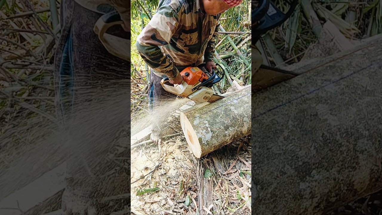 Teak Tree Cuting By Fastest Stihl Machine Chainsaw🔥