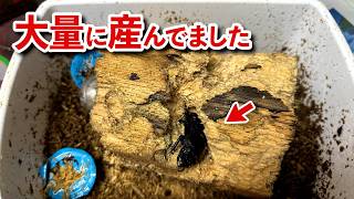 オオクワガタの産卵木を割って、卵と幼虫を大量に取り出すブリーダーの作業