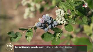 Cueillette De Myrtilles À Harthouse Près De Haguenau
