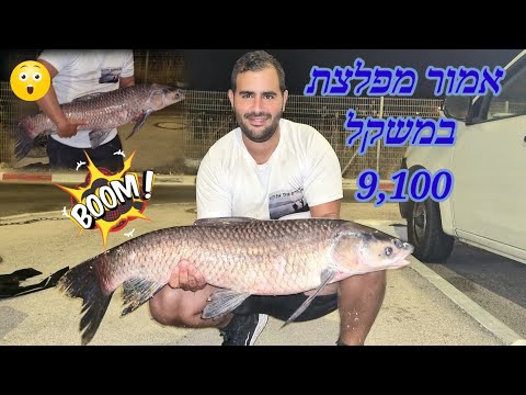 וִידֵאוֹ: דג מפלצת ים עמוקה. דג מפלצת נהר