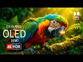 Breathtaking Wildlife in 16K HDR Dolby Vision™ 60fps   OLED TV Test