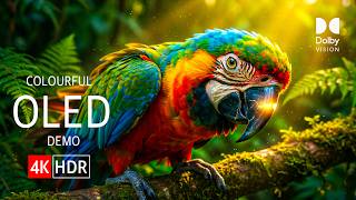 Breathtaking Wildlife in 16K HDR Dolby Vision™ 60fps   OLED TV Test