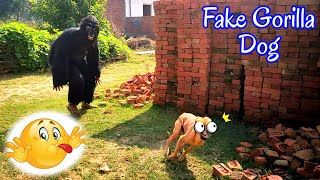 Dog And Gorilla Fun 😂 | Fake Gorilla | Dog | Dog Funny Video |Funny Compilation