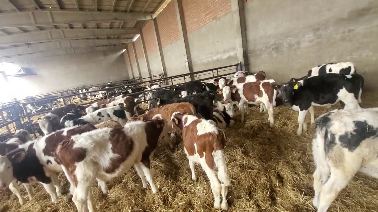 تربية العجول باسبانيا الصغيره و الكبيره Calves from Spain