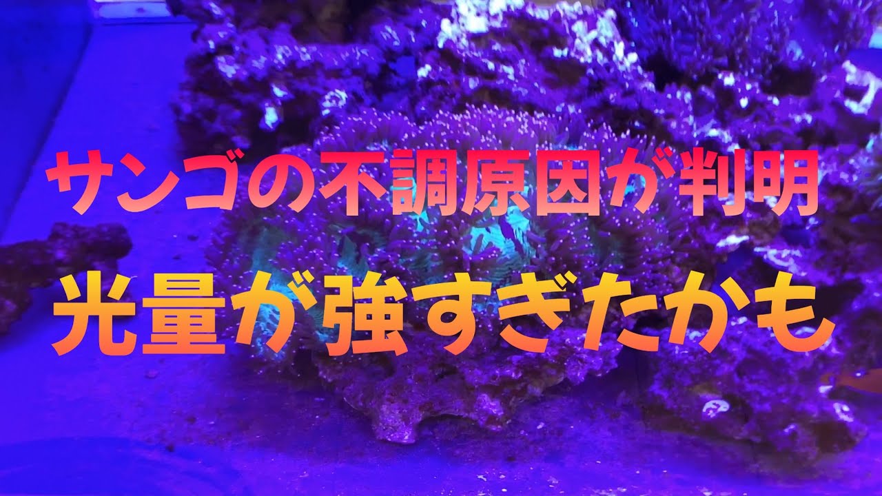 2023/3/28(火)9:30サンゴの不調の原因が判明！？光量が強すぎた！？
