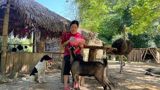 The intelligent dog helps the Vietnamese girl pick wild vegetables to sell at the market.