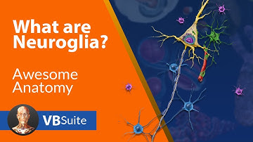 Visible Body Suite | What Are Neuroglia?