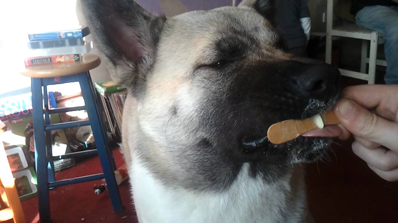 Image result for american akita dog, eating