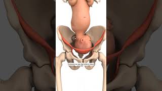 9 months fetal position in 3D #baby #pelvic #femalereproductivesystem #9monthbaby #humananatomy #cs