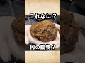 【これなに?】激レアすぎるアイスエイジのリスのミイラ