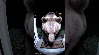 Big bear at the door