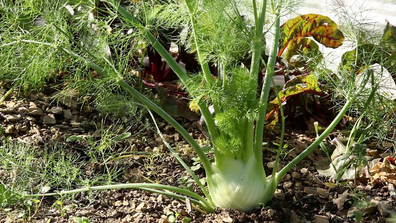 Comment récolter et conserver les graines de fenouil ?