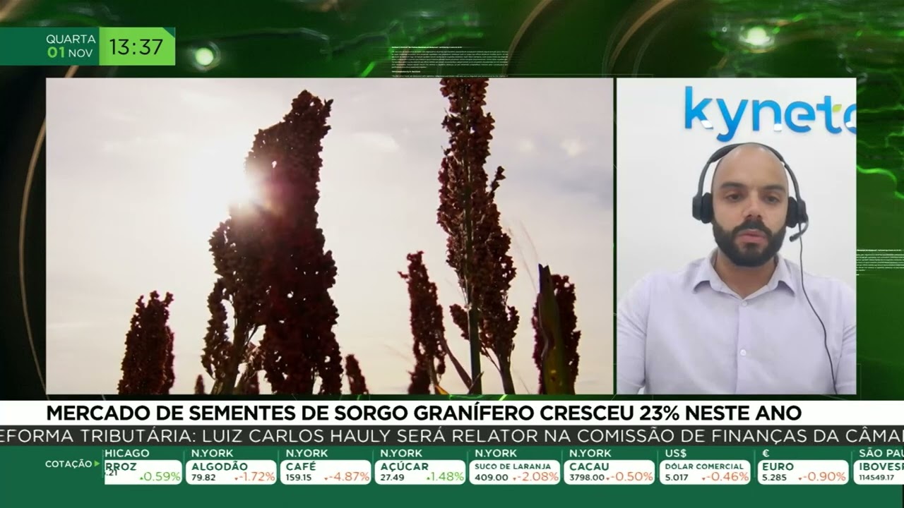 Mercado de sementes de sorgo granífero cresceu 23% neste ano