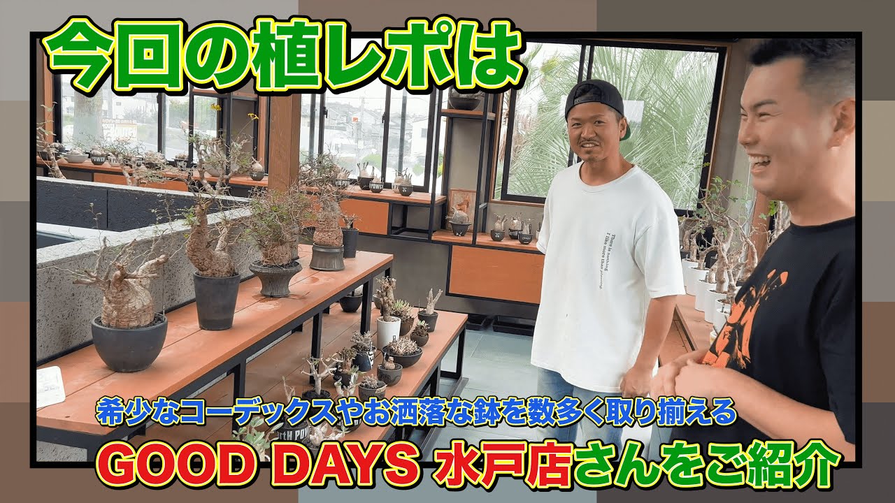 コーデックス】人面パキプス？！今流行りのコーデックス（塊根植物）を