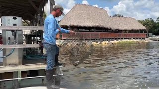 Benefits of Florida's tax free holiday to neighbors in the Panacea community